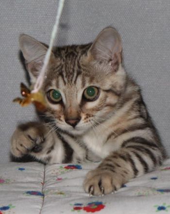 Hallo zusammen!!! Unsere liebevolle Bengalkatze hat am