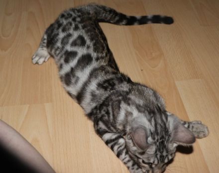 Hallo zusammen!!! Unsere liebevolle Bengalkatze hat am