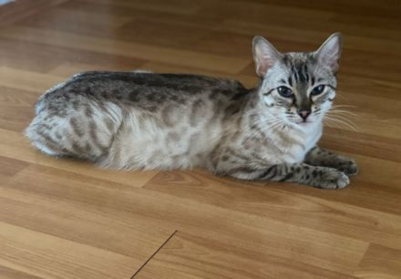 Liebe Katzenliebhaber, leider müssen wir unsere