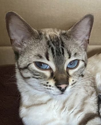 Liebe Katzenliebhaber, leider müssen wir unsere