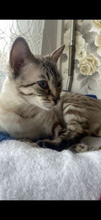 Liebe Katzenliebhaber, leider müssen wir unsere