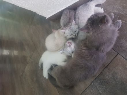 Hallo! Am 5 Mai hat unsere Katze 5 wunderschöne