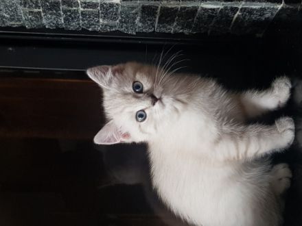 Hallo! Am 5 Mai hat unsere Katze 5 wunderschöne