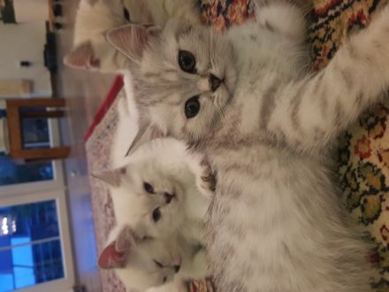 Hallo! Am 5 Mai hat unsere Katze 5 wunderschöne