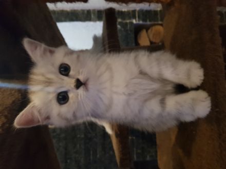 Hallo! Am 5 Mai hat unsere Katze 5 wunderschöne