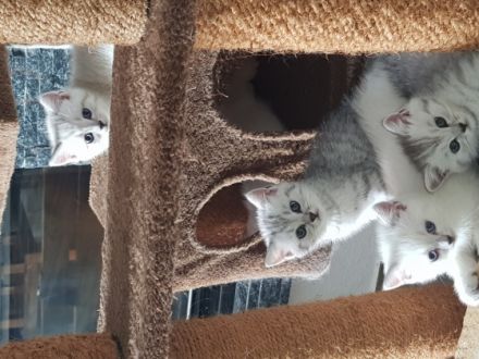 Hallo! Am 5 Mai hat unsere Katze 5 wunderschöne