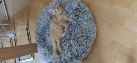 Maine Coon Katerchen (ohne Abstammungsnachweis)