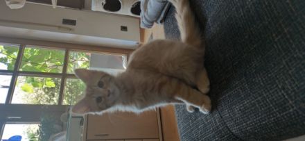 Maine Coon Katerchen (ohne Abstammungsnachweis)