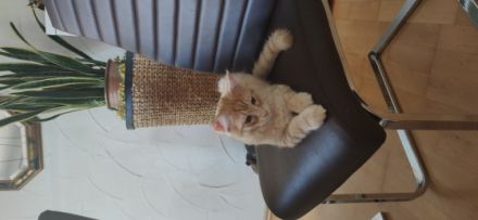 Maine Coon Kätzchen (ohne Abstammungsnachweis)