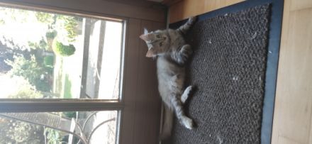 Maine Coon Kätzchen (ohne Abstammungsnachweis)