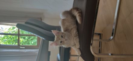 Maine Coon Kätzchen (ohne Abstammungsnachweis)