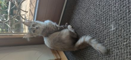 Maine Coon Kätzchen (ohne Abstammungsnachweis)