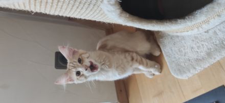 Maine Coon Kätzchen (ohne Abstammungsnachweis)