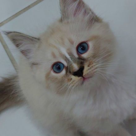 Am 20.04.2022 hat meine Katze 4 Kitten zur Welt