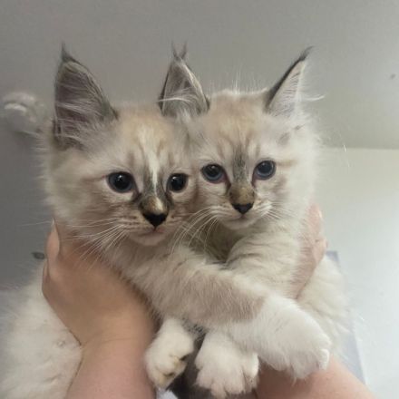 Am 20.04.2022 hat meine Katze 4 Kitten zur Welt