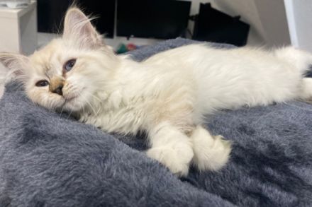 Am 20.04.2022 hat meine Katze 4 Kitten zur Welt