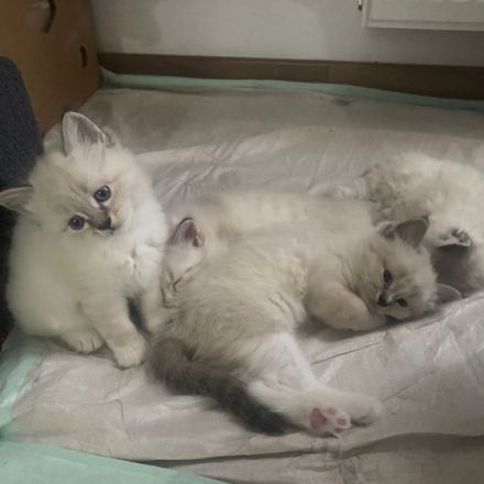 Am 20.04.2022 hat meine Katze 4 Kitten zur Welt