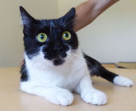 Dringender Notall!!! Daniela braucht schnell ein Zuhause!