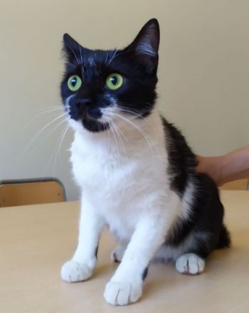 Dringender Notall!!! Daniela braucht schnell ein Zuhause!