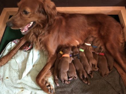 Ich bin Jägerin und züchte seit 1989 gesunde und