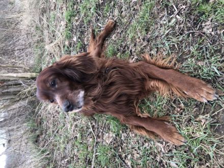 Ich bin Jägerin und züchte seit 1989 gesunde und