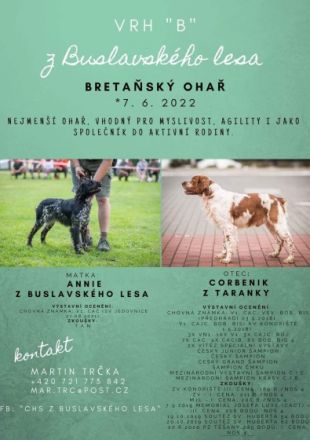 Wir bieten puppies - schwarz-weisse Rüden von unserer