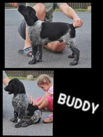 Wir bieten puppies - schwarz-weisse Rüden von unserer