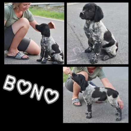 Wir bieten puppies - schwarz-weisse Rüden von unserer