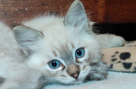 Liebhaberin bietet an: Wunderschöne Ragdoll-Kitten mit
