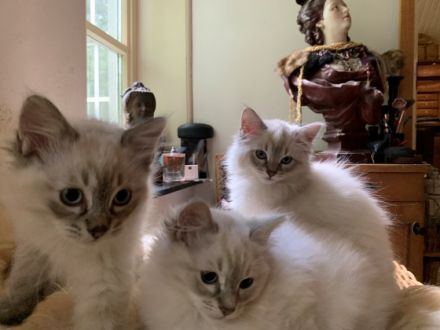 Liebhaberin bietet an: Wunderschöne Ragdoll-Kitten mit