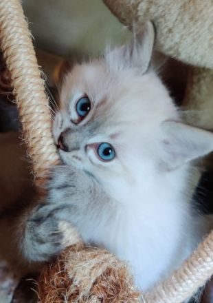 Liebhaberin bietet an: Wunderschöne Ragdoll-Kitten mit