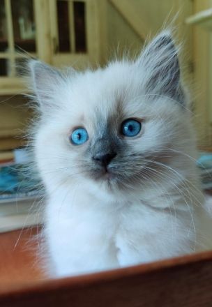 Liebhaberin bietet an: Wunderschöne Ragdoll-Kitten mit