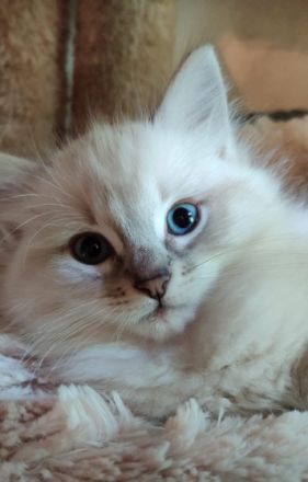 Liebhaberin bietet an: Wunderschöne Ragdoll-Kitten mit