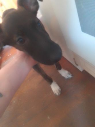 Wir bieten zwei Mischlings Welpen aus einen wurf an.