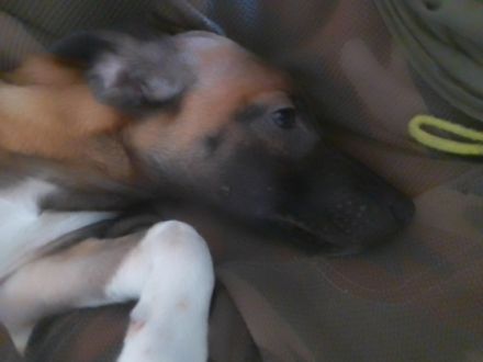 Wir bieten zwei Mischlings Welpen aus einen wurf an.