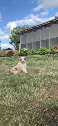 Wir haben einen wunderschönen Wurf, den wir an