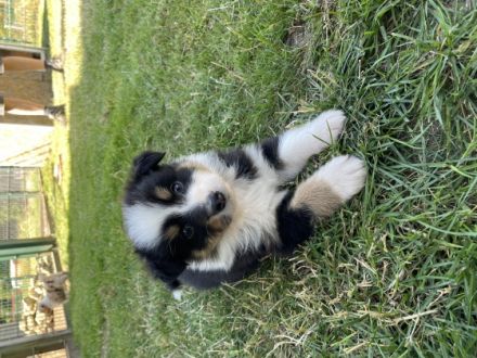 Wir haben einen wunderschönen Wurf, den wir an