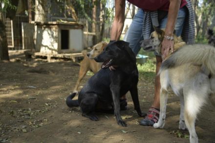Billy-baut gerne Sandburgen, braucht dabei aber einen sicheren Partner an seiner Seite