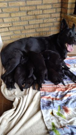 Welpen noch zur haben. Die werden geimpft und gezipt.