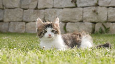 Maine Coon Mix Kitten Kätzchen "Smoky" männlich mit