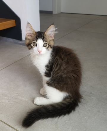 Maine Coon Mix Kitten Kätzchen "Smoky" männlich mit