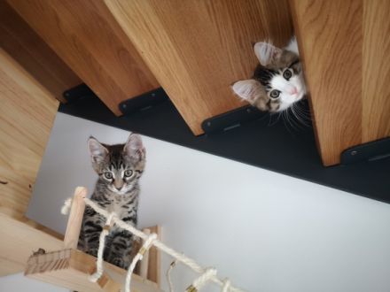 Maine Coon Mix Kitten Kätzchen "Smoky" männlich mit