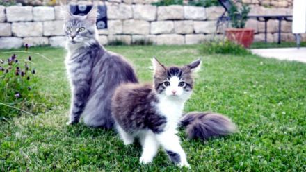 Maine Coon Mix Kitten Kätzchen "Smoky" männlich mit
