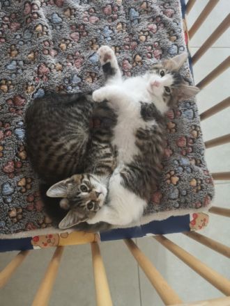 Maine Coon Mix Kitten Kätzchen "Smoky" männlich mit