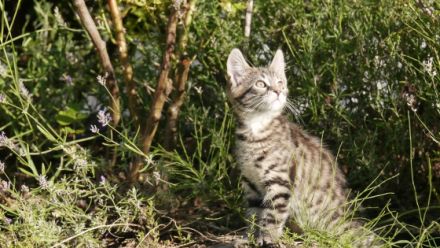 Maine Coon Mix Kitten Kätzchen "Nelly" weiblich mit