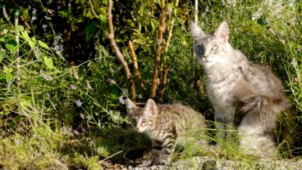 Maine Coon Mix Kitten Kätzchen "Nelly" weiblich mit