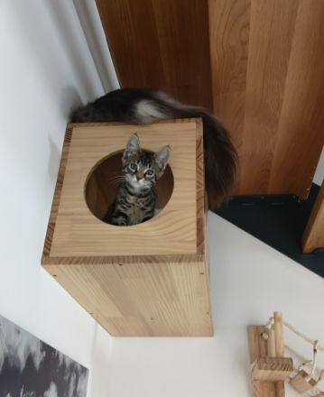 Maine Coon Mix Kitten Kätzchen "Nelly" weiblich mit