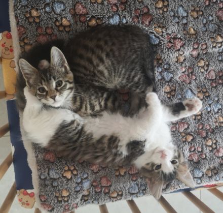 Maine Coon Mix Kitten Kätzchen "Nelly" weiblich mit