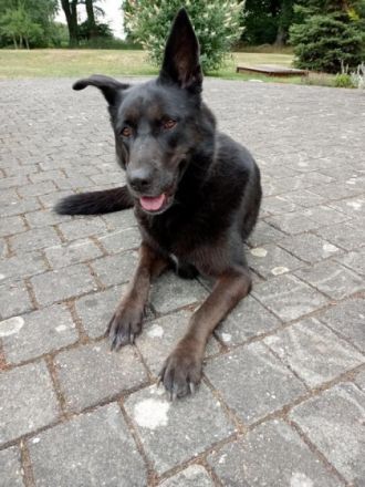 Nora, schwarze Schönheit sucht neues Zuhause