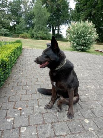 Nora, schwarze Schönheit sucht neues Zuhause